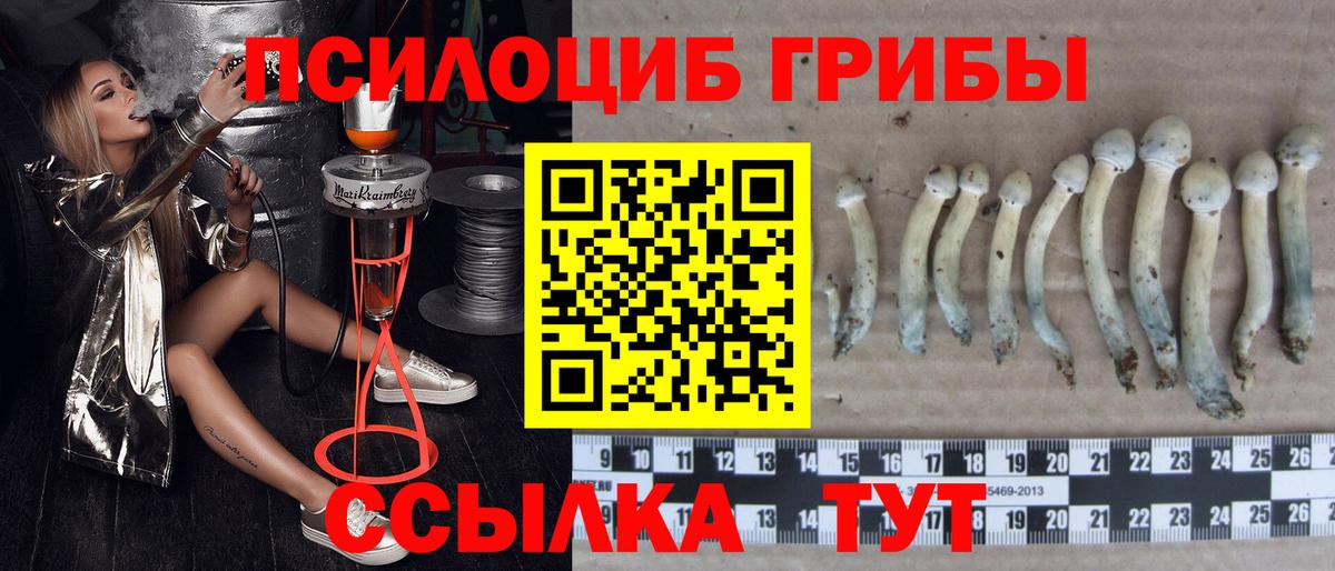 Волгодонск  наркота  Вход с VPN  Псилоцибиновые грибы Psilocybe 
